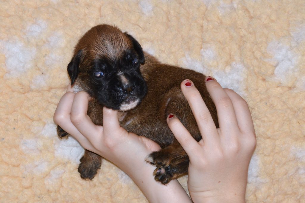 De La Colline Aux Crocs D'or - Chiots disponibles - Boxer