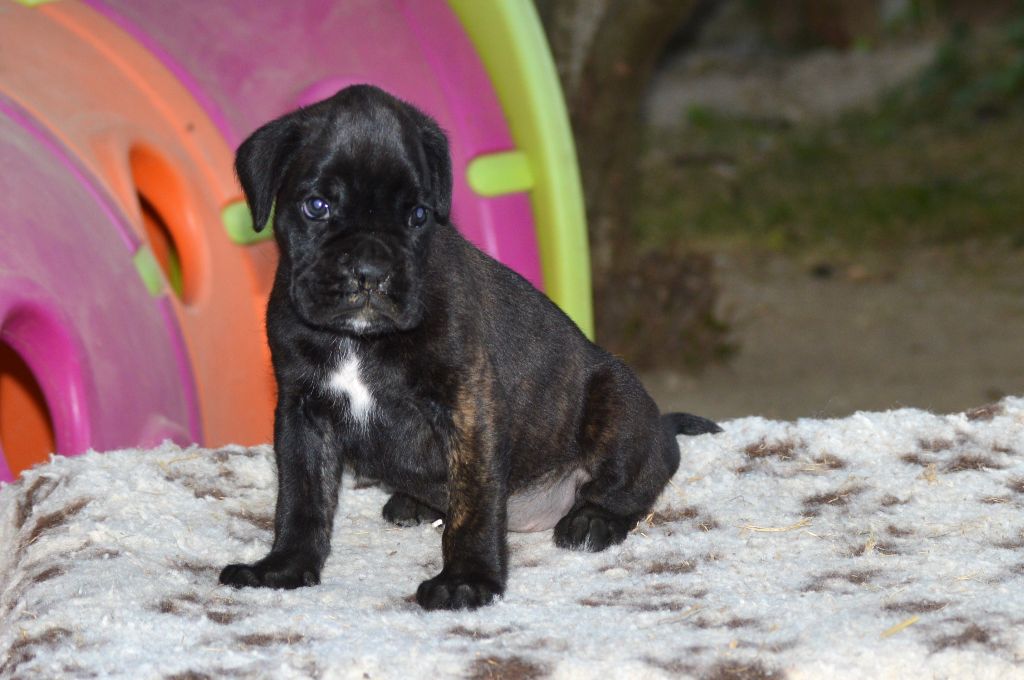 De La Colline Aux Crocs D'or - Chiots disponibles - Boxer