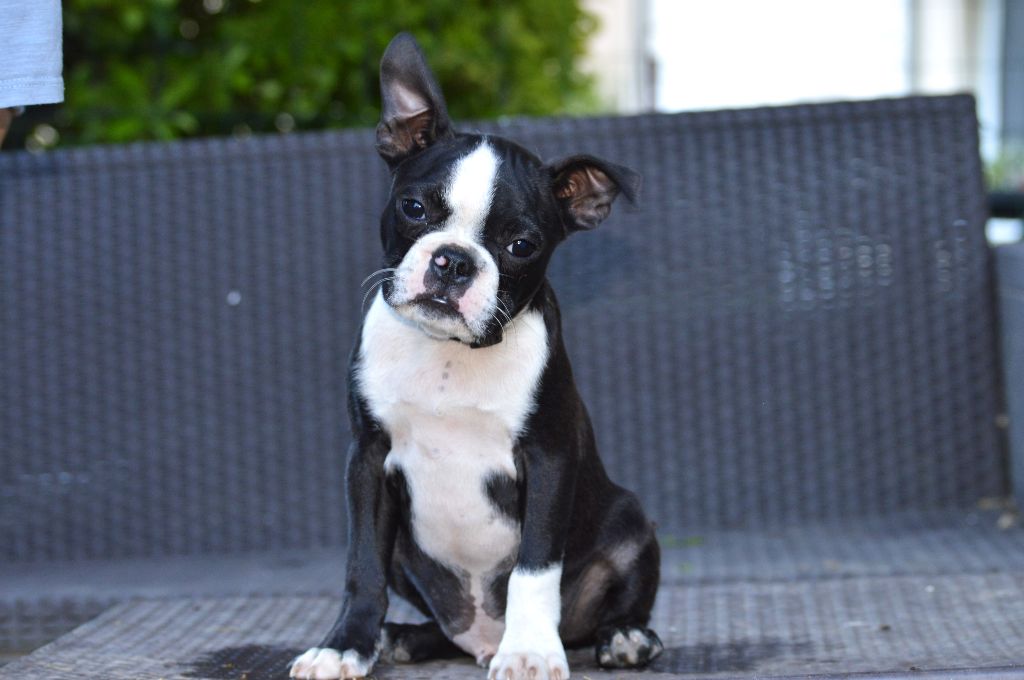 De La Colline Aux Crocs D'or - Chiots disponibles - Boston Terrier