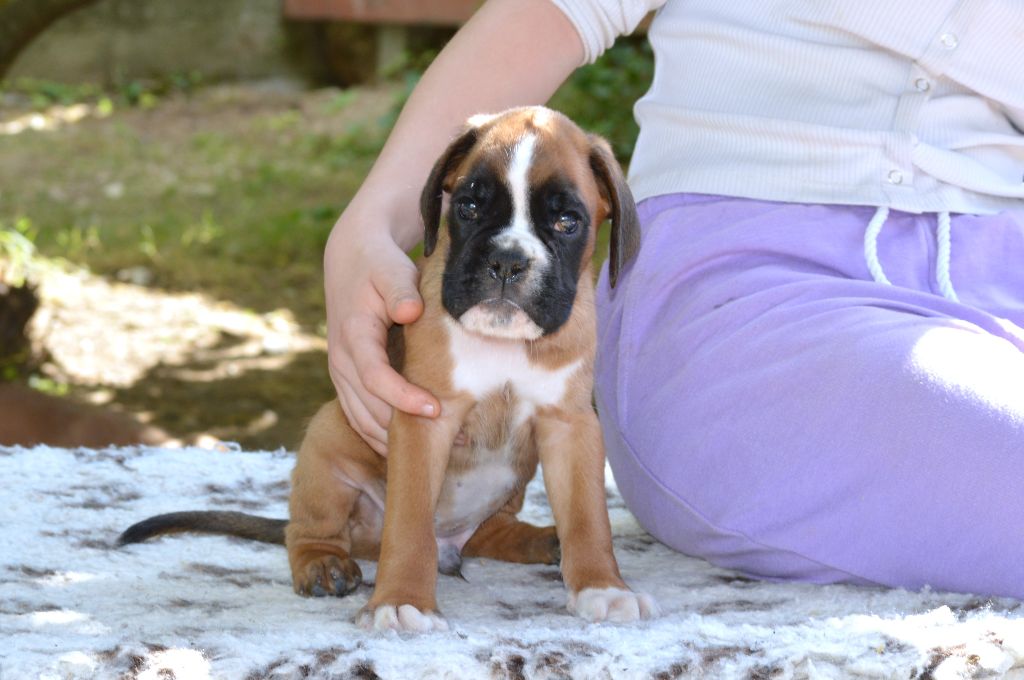 De La Colline Aux Crocs D'or - Chiots disponibles - Boxer