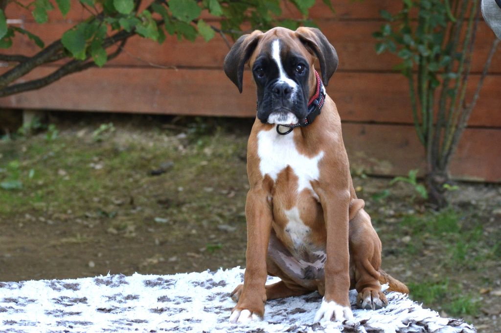 De La Colline Aux Crocs D'or - Chiots disponibles - Boxer