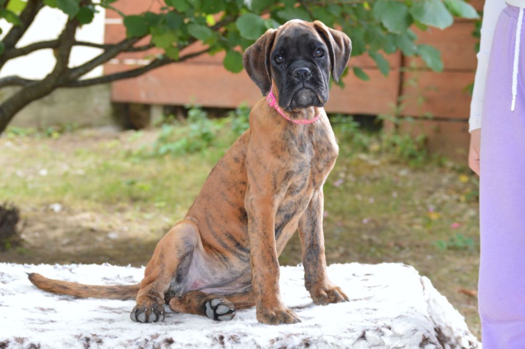 De La Colline Aux Crocs D'or - Chiots disponibles - Boxer