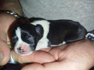 Chiot N°3