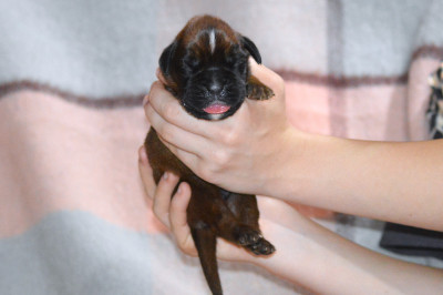 MALE FAUVE UNICOLORE