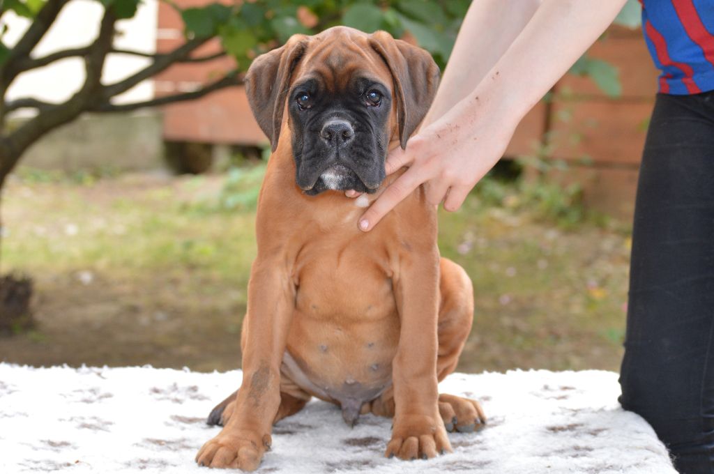 De La Colline Aux Crocs D'or - Chiots disponibles - Boxer