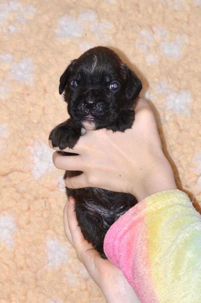 De La Colline Aux Crocs D'or - Chiots disponibles - Boxer