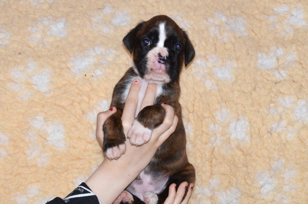 De La Colline Aux Crocs D'or - Chiots disponibles - Boxer