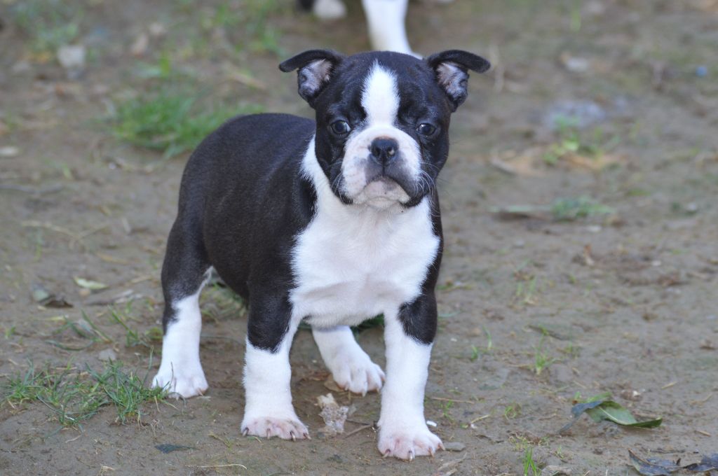 De La Colline Aux Crocs D'or - Chiots disponibles - Boston Terrier