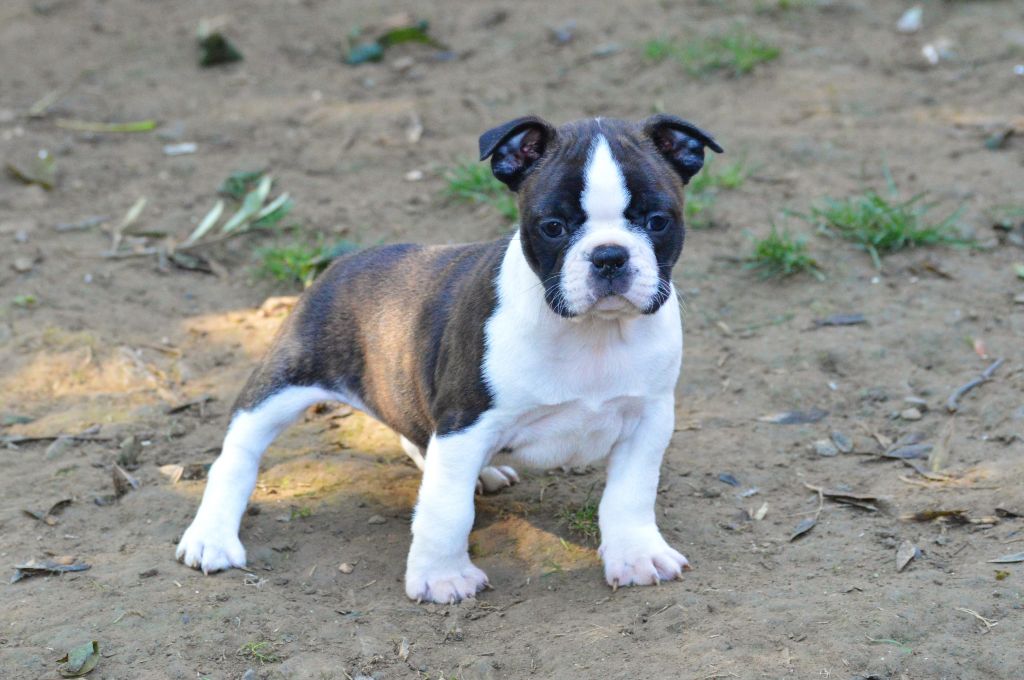 De La Colline Aux Crocs D'or - Chiots disponibles - Boston Terrier