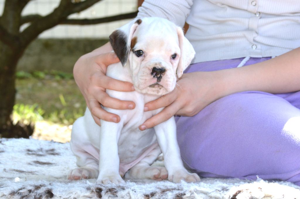 De La Colline Aux Crocs D'or - Chiots disponibles - Boxer