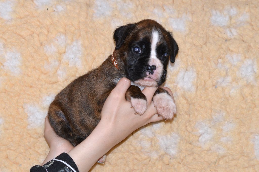 De La Colline Aux Crocs D'or - Chiots disponibles - Boxer