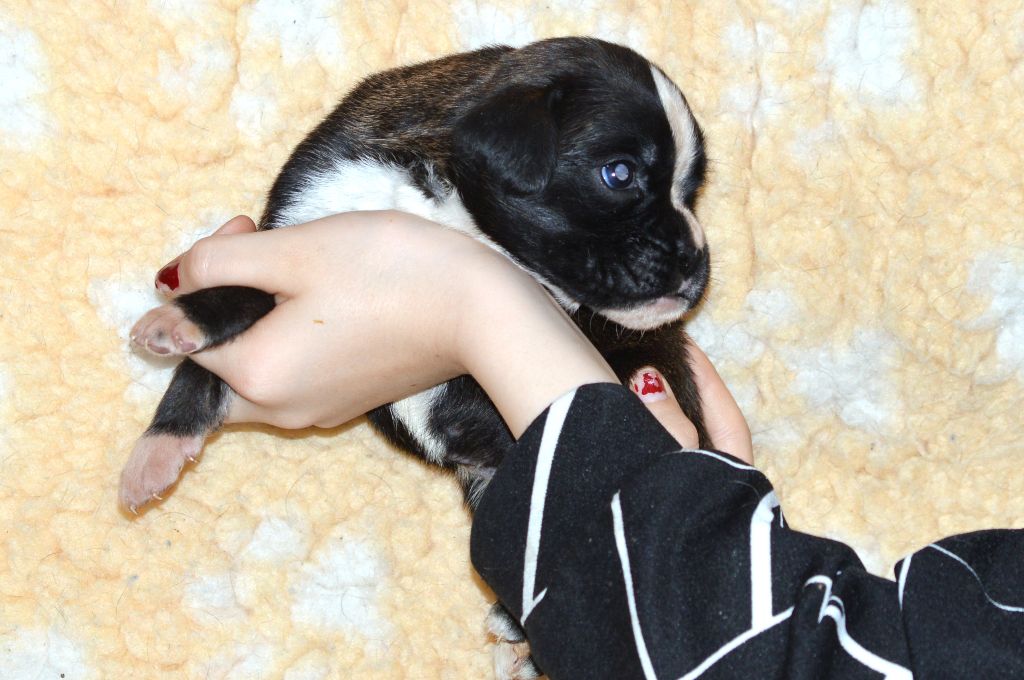 De La Colline Aux Crocs D'or - Chiots disponibles - Boxer