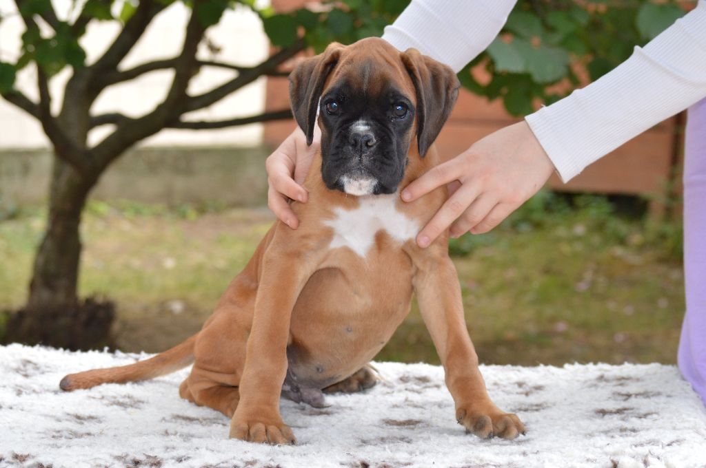 De La Colline Aux Crocs D'or - Chiots disponibles - Boxer