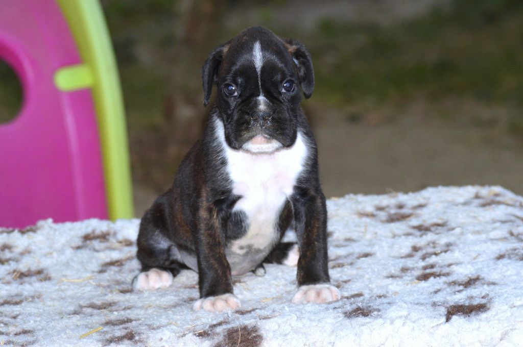 De La Colline Aux Crocs D'or - Chiots disponibles - Boxer