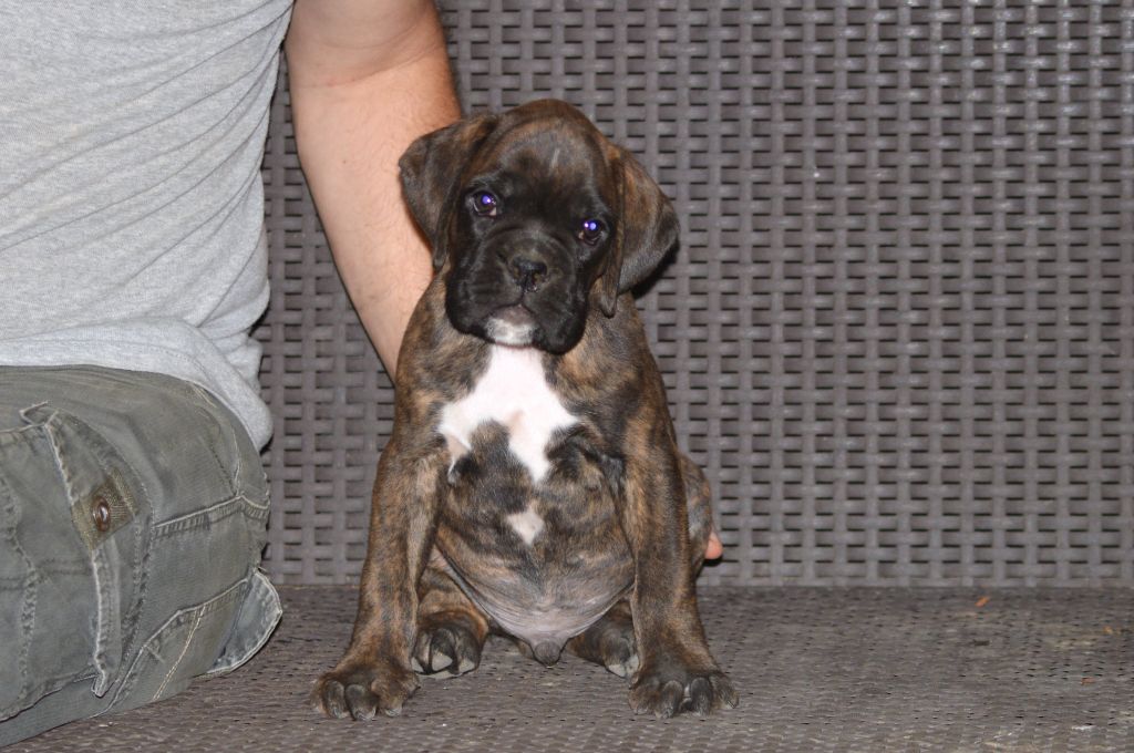 De La Colline Aux Crocs D'or - Chiots disponibles - Boxer