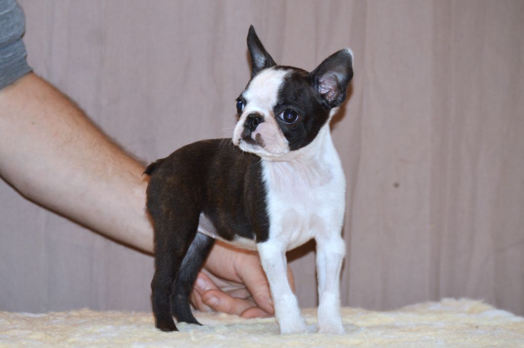 De La Colline Aux Crocs D'or - Chiots disponibles - Boston Terrier