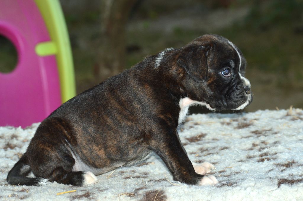 De La Colline Aux Crocs D'or - Chiots disponibles - Boxer