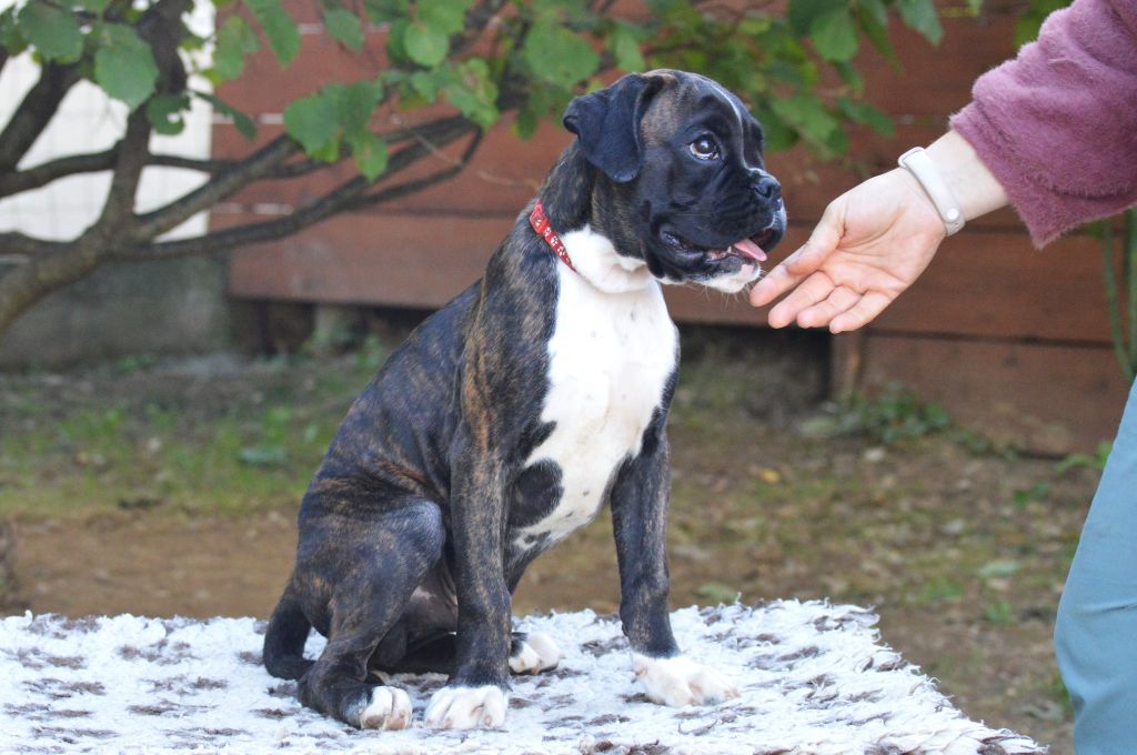 De La Colline Aux Crocs D'or - Chiots disponibles - Boxer