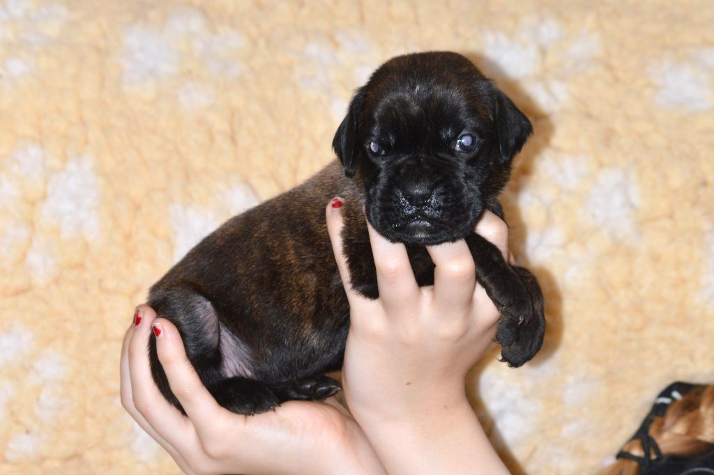 De La Colline Aux Crocs D'or - Chiots disponibles - Boxer