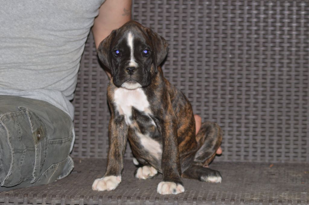 De La Colline Aux Crocs D'or - Chiots disponibles - Boxer